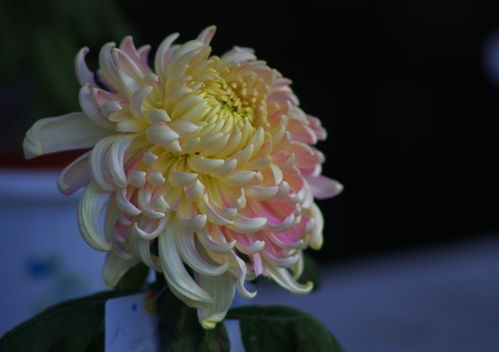 菊展上的精品花 秋日花卉的藝術(shù)盛宴