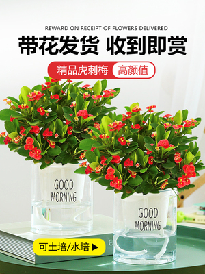海棠綠植最佳優(yōu)惠 24款優(yōu)惠海棠綠植產(chǎn)品推薦
