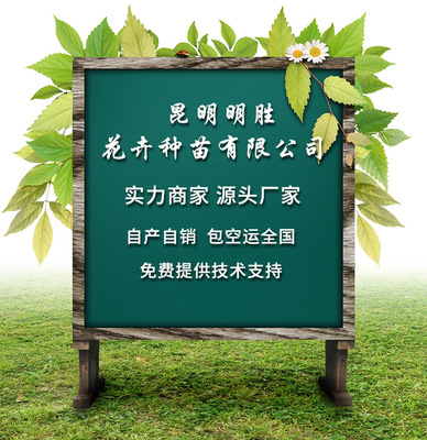 大花月季苗 大花多花四季開(kāi)花多品種價(jià)格優(yōu)